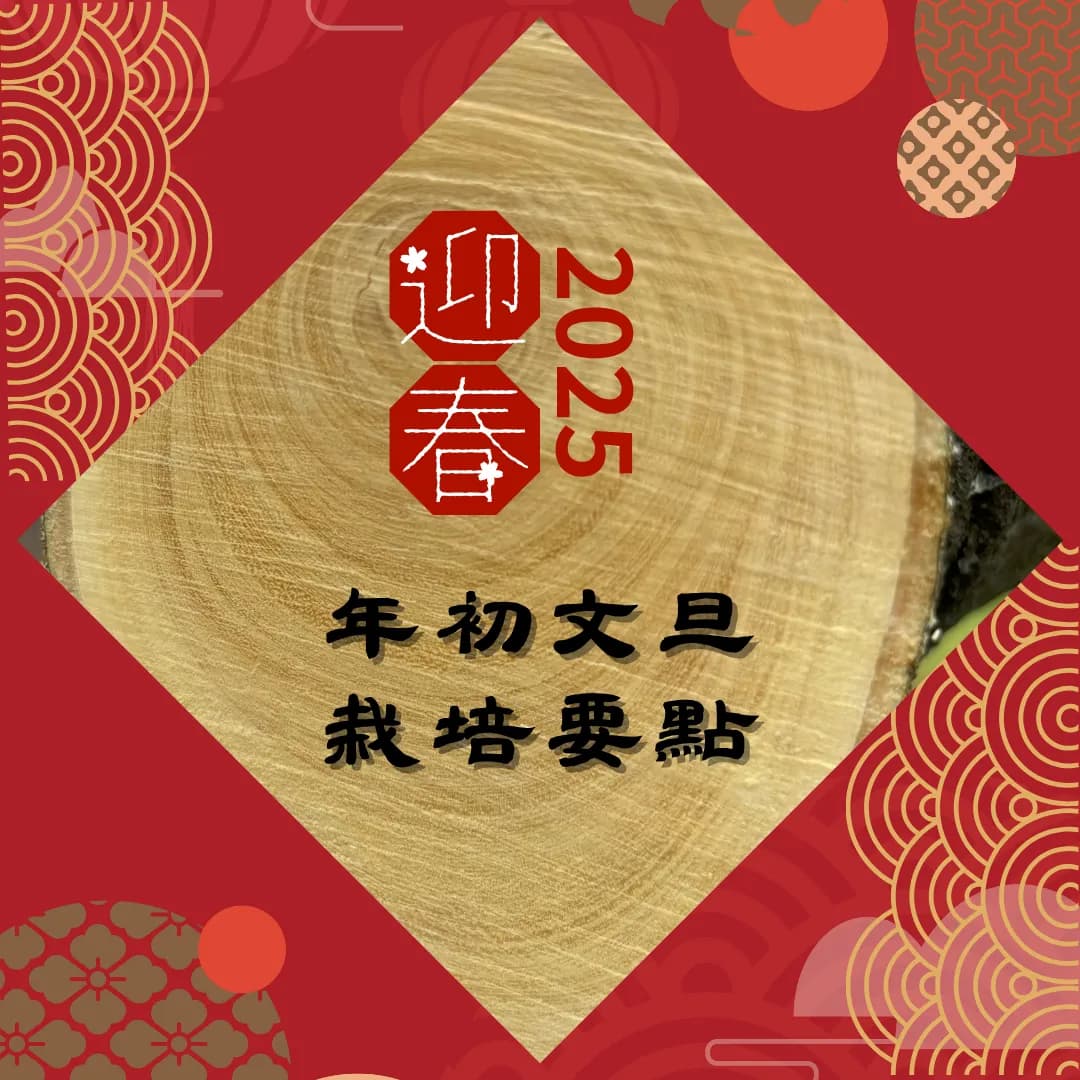 2025年初文旦栽培管理