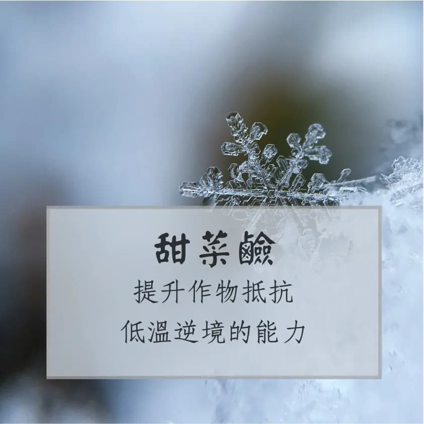 甜菜鹼提升作物抵抗低溫逆境的能力