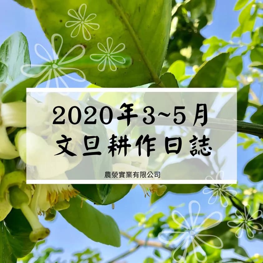 2020年3至5月文旦耕作日誌