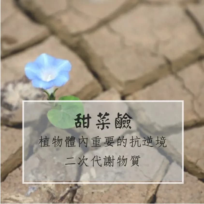 甜菜鹼-植物體內重要的抗逆境二次代謝物質