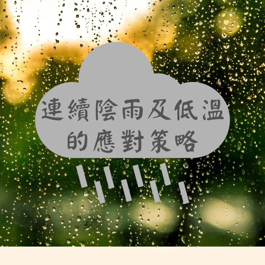 連續陰雨及低溫的文旦應對策略
