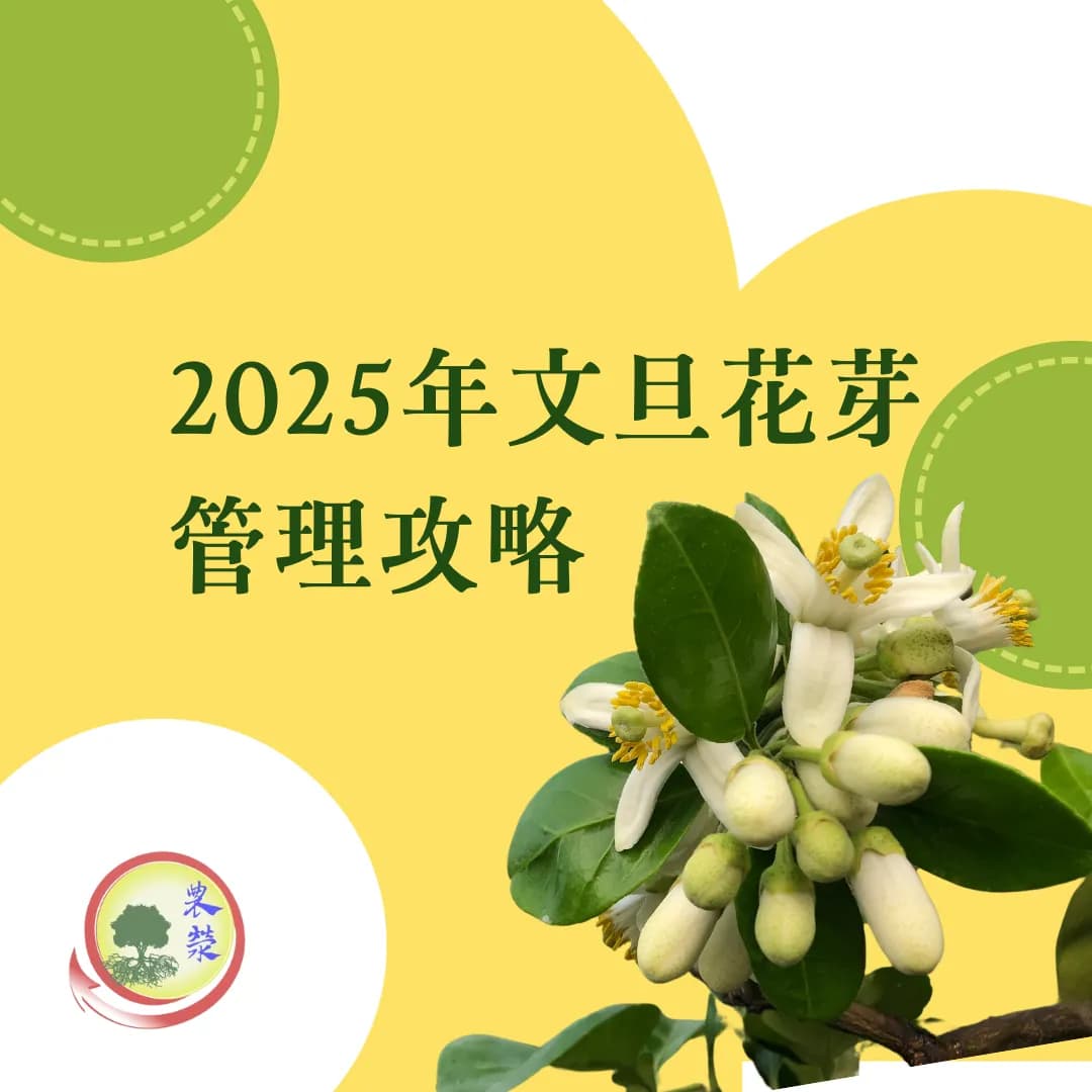 2025年文旦花芽管理攻略