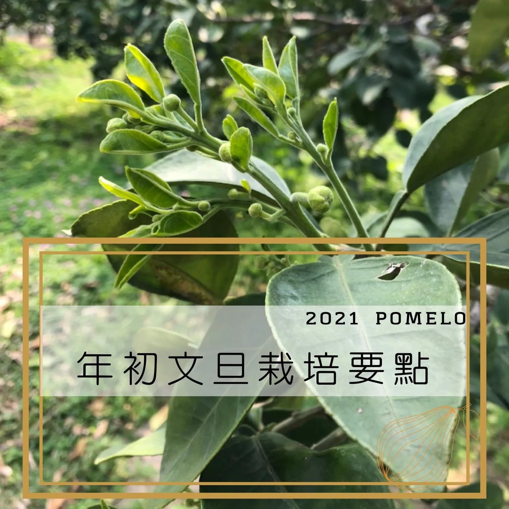 2021年初文旦栽培要點