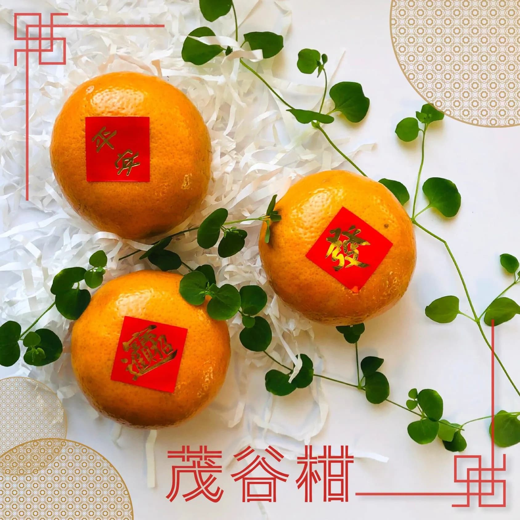 2021優選茂谷柑禮盒